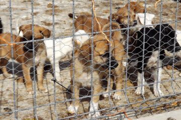 Primăria Suceava a „cules” de pe străzi, în nici două luni, peste 200 de câini fără stăpân