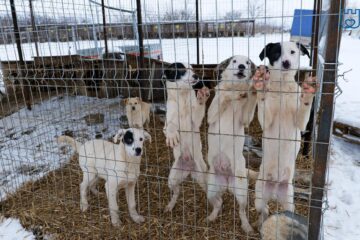 Primăria Suceava a „cules” de pe străzi, în nici două luni, peste 200 de câini fără stăpân