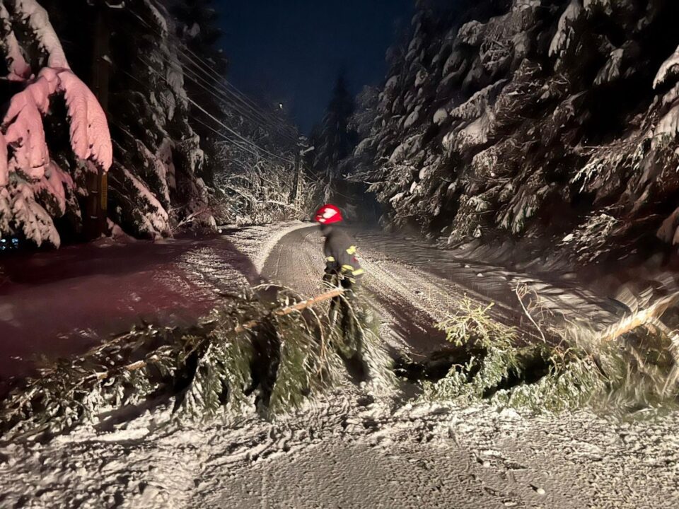 Arbori căzuți la Crucea