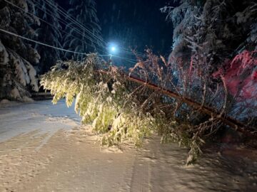 Zeci de arbori au fost puși la pământ de vânt și zăpada grea