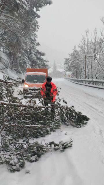 Zeci de arbori au fost puși la pământ de vânt și zăpada grea