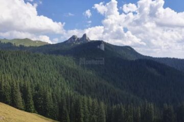 Gheorghe Șoldan: Toți cei care și-au dat mâna cu firmele austriece ca să radă pădurile noastre seculare din Suceava trebuie să plătească