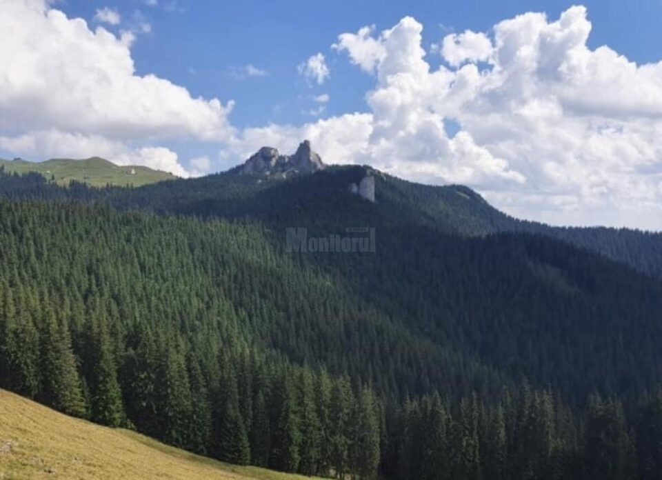 Gheorghe Șoldan: Toți cei care și-au dat mâna cu firmele austriece ca să radă pădurile noastre seculare din Suceava trebuie să plătească