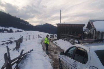 Câinele a fost găsit în mijlocul unui drum
