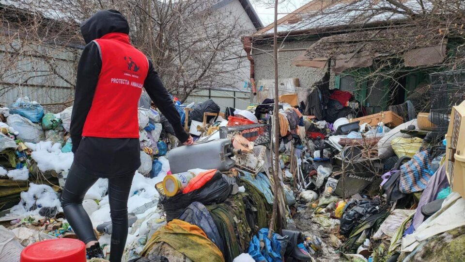 Imagini de cosmar gasite la fata locului
