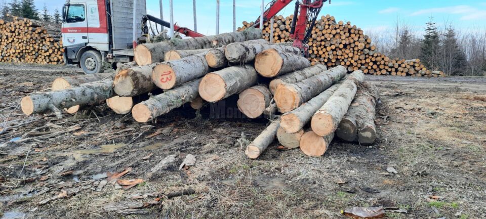 Autoutilitară de 30.000 de euro confiscată după interceptarea unui transport ilegal de materiale lemnoase de Garda Forestieră și Jandarmerie 1