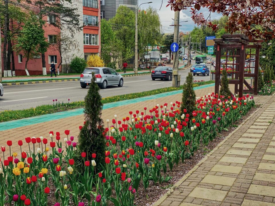 Peste 400.000 de flori și 150 de arbori se vor planta în municipiul Suceava, în această primăvară Peste 400.000 de flori și 150 de arbori se vor planta în municipiul Suceava, în această primăvară