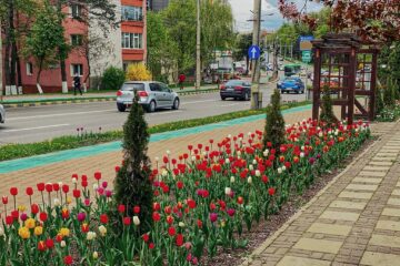 Peste 400.000 de flori și 150 de arbori se vor planta în municipiul Suceava, în această primăvară