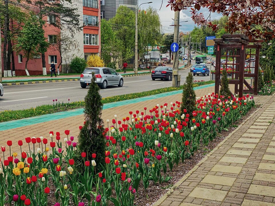 Peste 400.000 de flori și 150 de arbori se vor planta în municipiul Suceava, în această primăvară