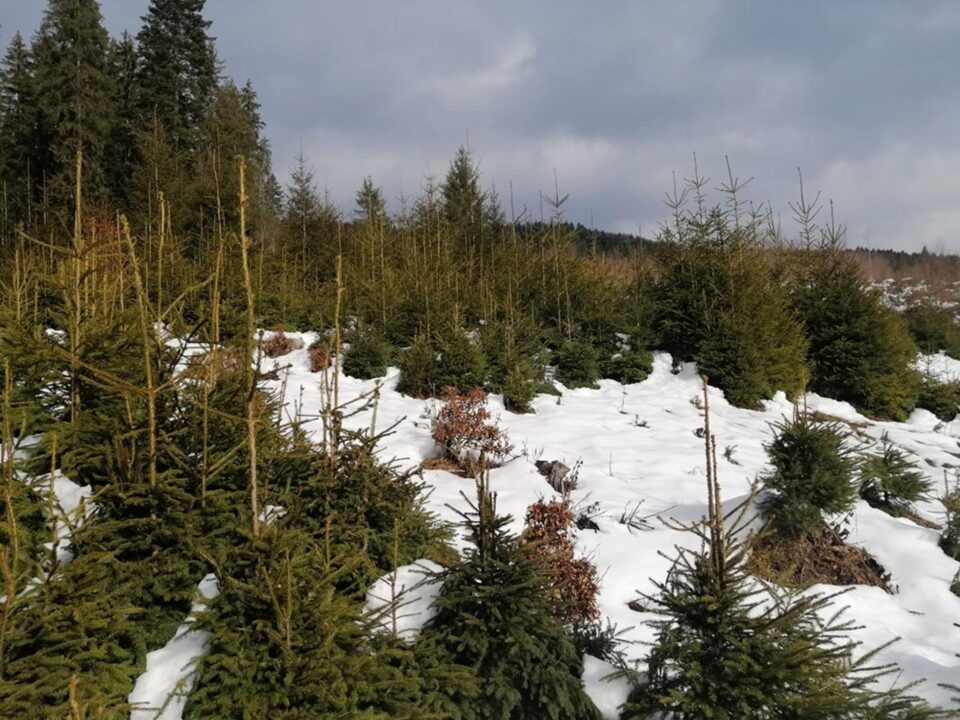 Tăieri progresive de punere în lumină, pentru regenerarea naturală a pădurii, la Moldovița, prezentate ca „defrișare”