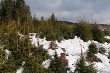 Tăieri progresive de punere în lumină, pentru regenerarea naturală a pădurii, la Moldovița, prezentate ca „defrișare”