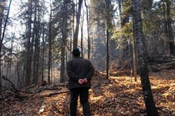 Un dosar în care au fost trimiși în judecată un șef de ocol și alți silvicultori, clasat prin prescriere