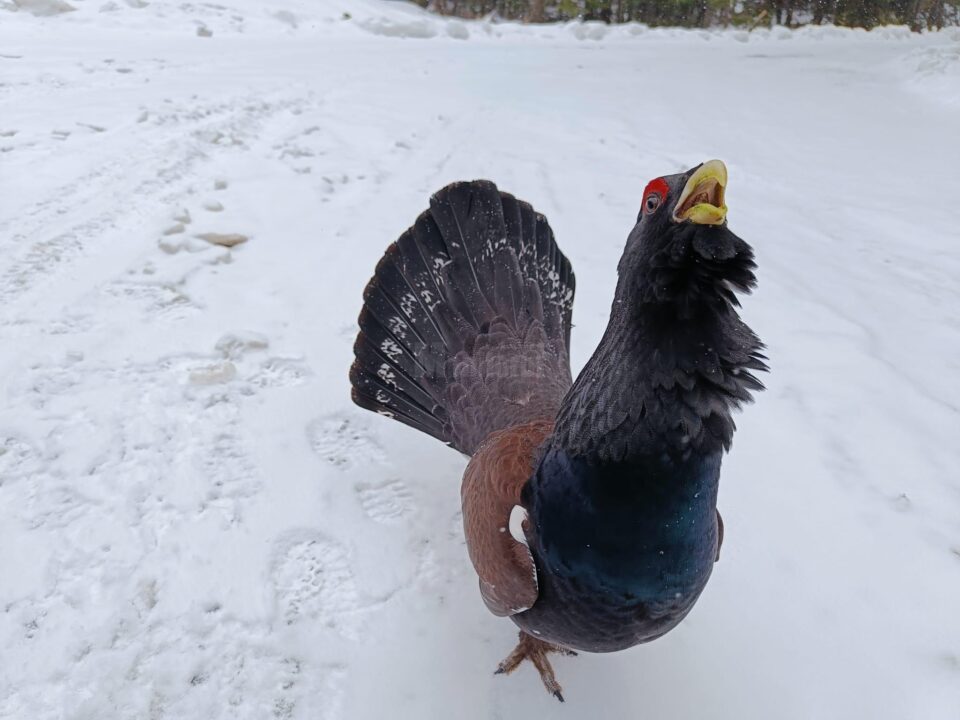 Cocoș de munte sfidător, întâlnit de rangerii Parcului Național Călimani