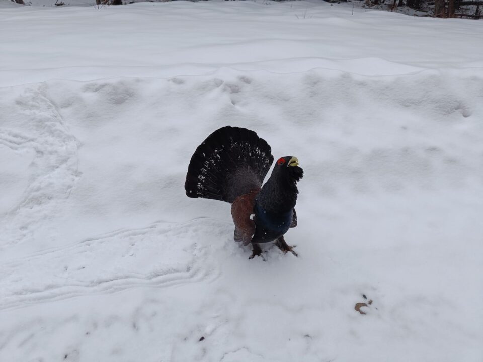 Cocoș de munte sfidător, întâlnit de rangerii Parcului Național Călimani