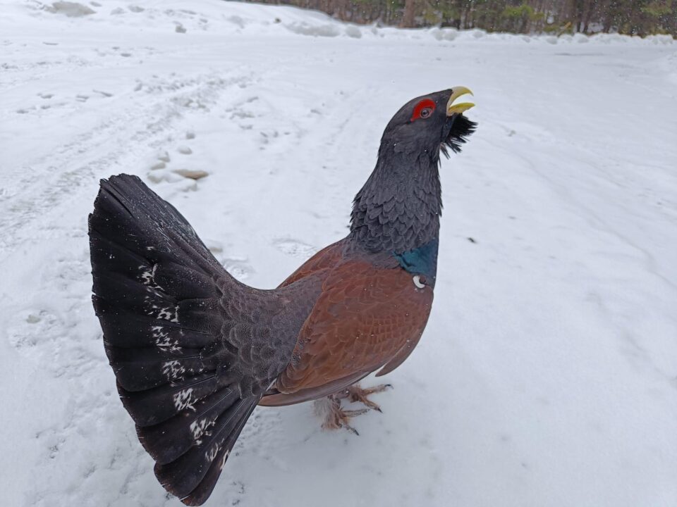 Cocoș de munte sfidător, întâlnit de rangerii Parcului Național Călimani