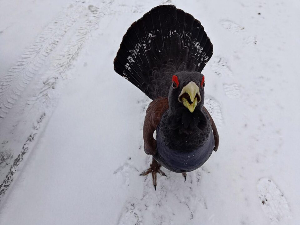 Cocoș de munte sfidător, întâlnit de rangerii Parcului Național Călimani