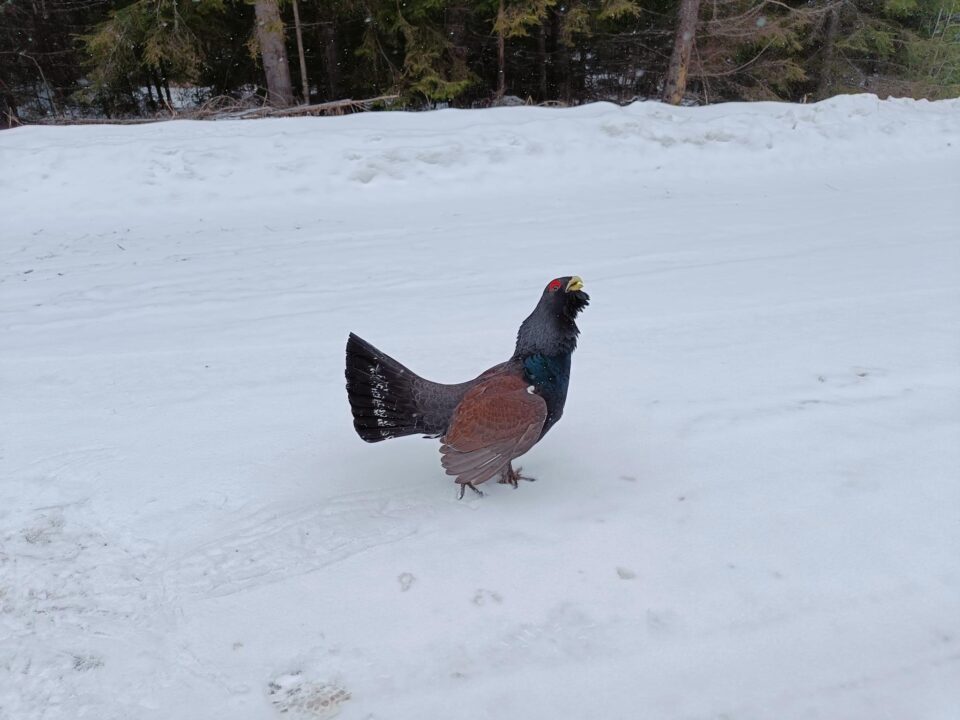 Cocoș de munte sfidător, întâlnit de rangerii Parcului Național Călimani
