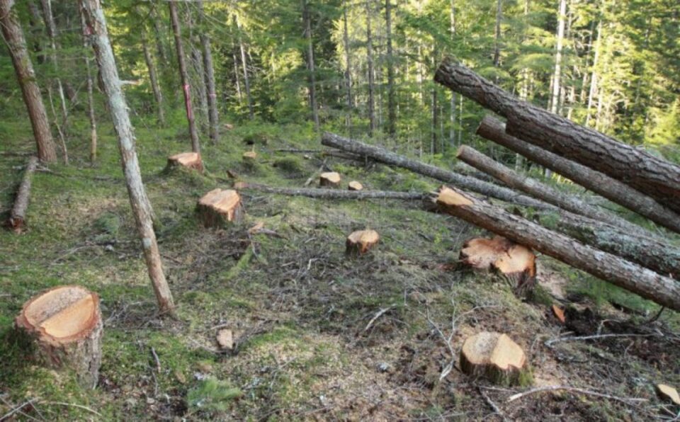 Cioate de arbori