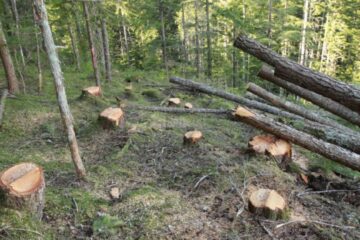Cioate de arbori