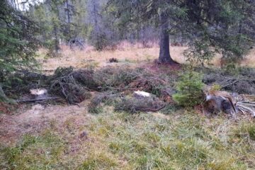Cioate de arbori