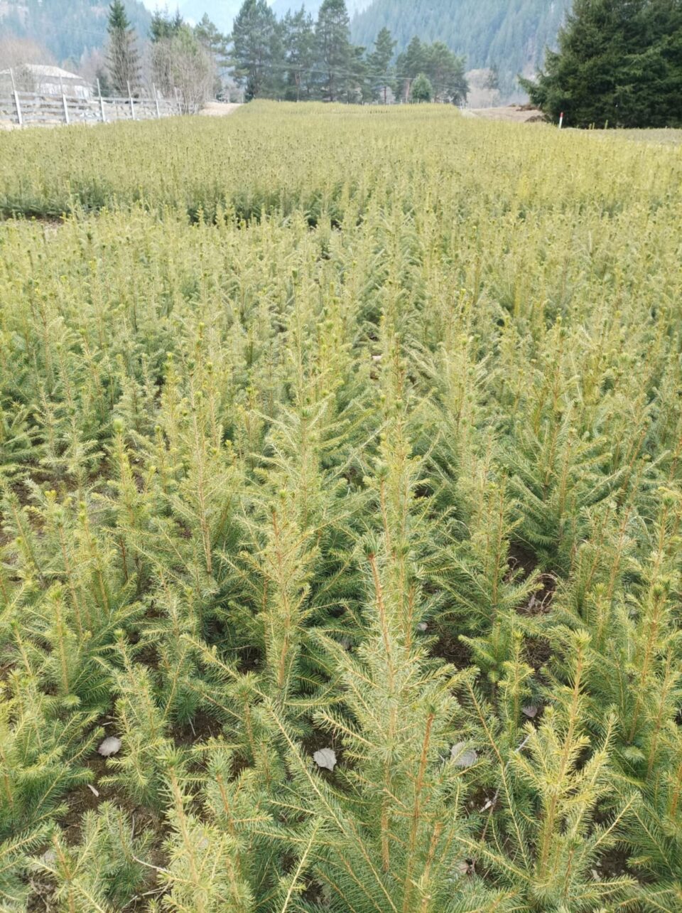 La Suceava au fost produși în medie pe ultimii cinci ani 12,735 milioane puieți