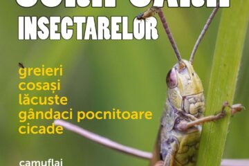„Scripcarii insectarelor”, lecție de muzeu pentru preșcolari și școlari