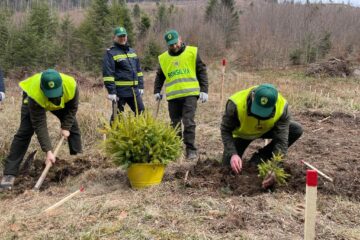 Campania de împăduriri de primăvară, cea mai importantă activitate de regenerare a pădurilor, a demarat la Suceava chiar de Ziua Internațională a Pădurilor