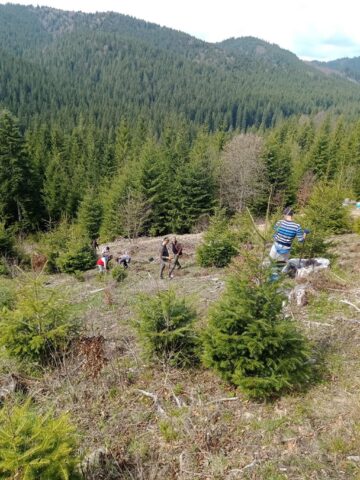 Campania de împăduriri de primăvară, cea mai importantă activitate de regenerare a pădurilor, a demarat la Suceava chiar de Ziua Internațională a Pădurilor