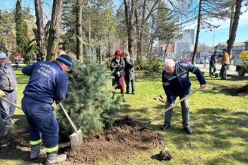 Primarul Ion Lungu a dat startul campaniei de primăvară de plantări de arbori, cu platani și brazi argintii