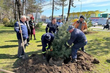 Conducerea Primăriei Suceava, implicată în acțiunea de plantare a 150 de arbori decorativi pe străzile municipiului