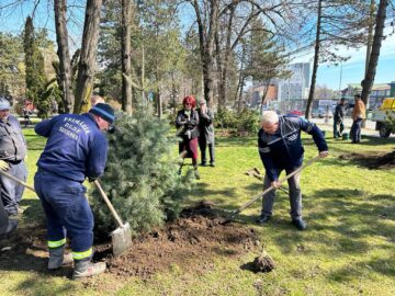 Conducerea Primăriei Suceava, implicată în acțiunea de plantare a 150 de arbori decorativi pe străzile municipiului