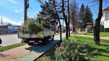 Conducerea Primăriei Suceava, implicată în acțiunea de plantare a 150 de arbori decorativi pe străzile municipiului