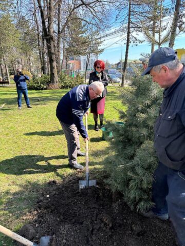 Conducerea Primăriei Suceava, implicată în acțiunea de plantare a 150 de arbori decorativi pe străzile municipiului