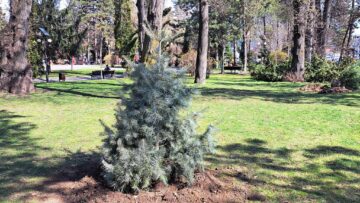 Conducerea Primăriei Suceava, implicată în acțiunea de plantare a 150 de arbori decorativi pe străzile municipiului
