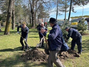 Conducerea Primăriei Suceava, implicată în acțiunea de plantare a 150 de arbori decorativi pe străzile municipiului
