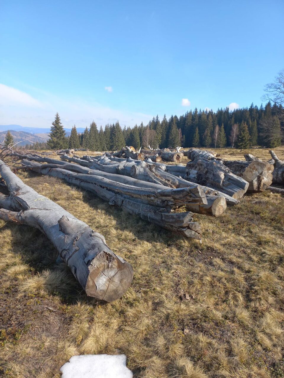 Depozitul temporar al firmei de exploatare, din care materialele lemnoase au fost expediate fără documentele necesare