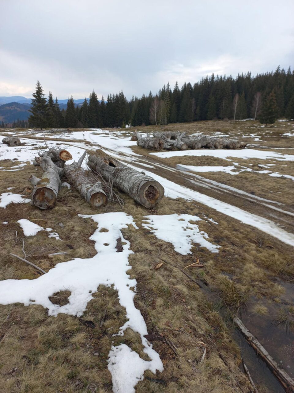 Depozitul temporar al firmei de exploatare, din care materialele lemnoase au fost expediate fără documentele necesare