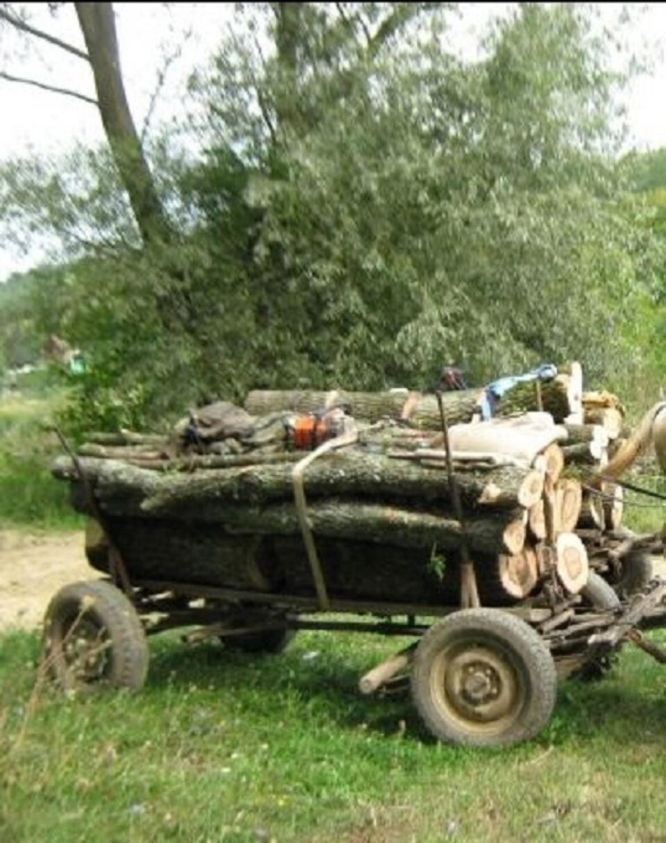 Au furat lemne din pădure, i-au amenințat cu moartea pe pădurari și au scăpat basma curată