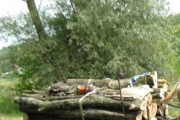 Au furat lemne din pădure, i-au amenințat cu moartea pe pădurari și au scăpat basma curată