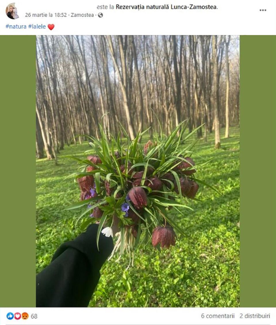 Buchetul de lalele pestrițe, culese dintr-o rezervație naturală, cu care se laudă pe FB Buchetul de lalele pestrițe, culese dintr-o rezervație naturală, cu care se laudă pe FB