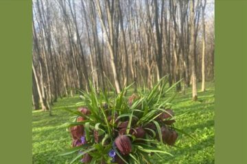 Buchetul de lalele pestrițe, culese dintr-o rezervație naturală, cu care se laudă pe FB