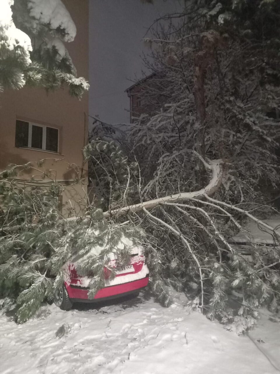 Pin încărcat cu zăpadă, căzut peste o mașină, pe strada Bujorilor din municipiul Suceava Pin încărcat cu zăpadă, căzut peste o mașină, pe strada Bujorilor din municipiul Suceava