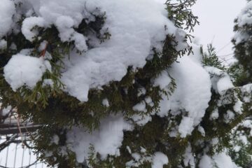 Un alpinist utilitar se oferă voluntar pentru toaletarea arborilor afectați de zăpadă
