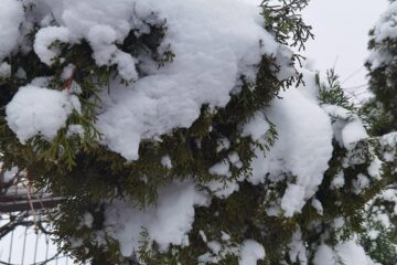 Un alpinist utilitar se oferă voluntar pentru toaletarea arborilor afectați de zăpadă