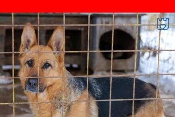 Târg de adopții pentru câinii fără stăpân, sâmbătă, în centrul municipiului Suceava
