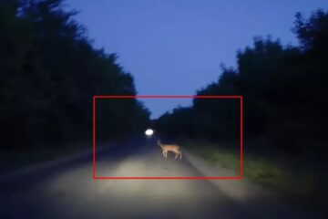Căprioară sursa foto BZI.ro