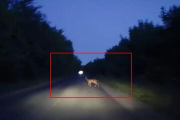 Căprioară lovită mortal de un autoturism în pădurea de la Adâncata. Foto BZI.ro