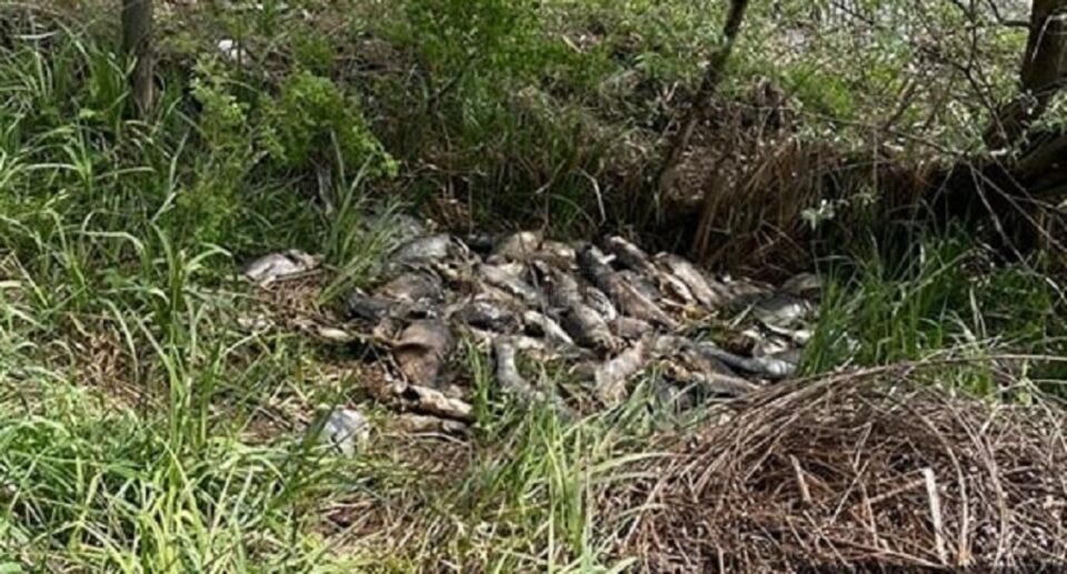 Peștele mort și abandonat pe malul canalului deversor