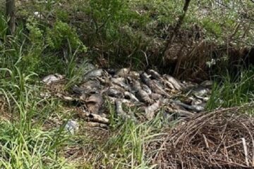 Peștele mort și abandonat pe malul canalului deversor