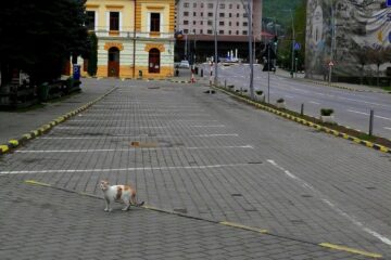 Fiară urbană, la vremea COVID-ului